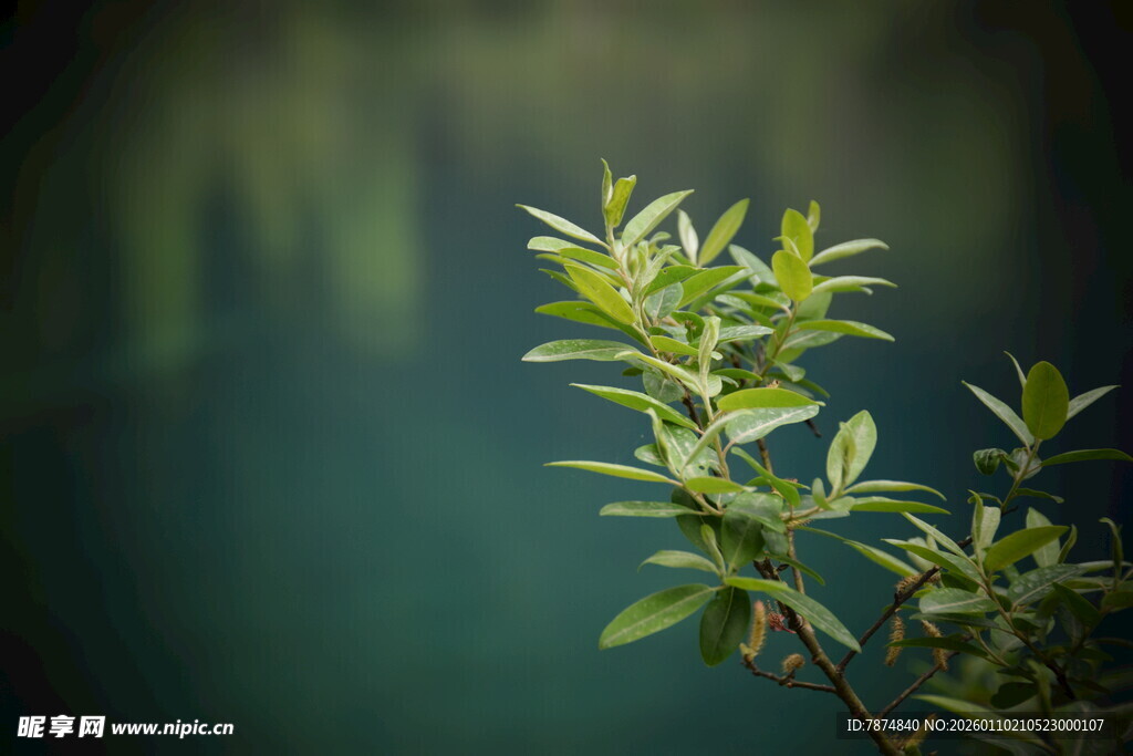 嫩绿枝叶展现盎然生机