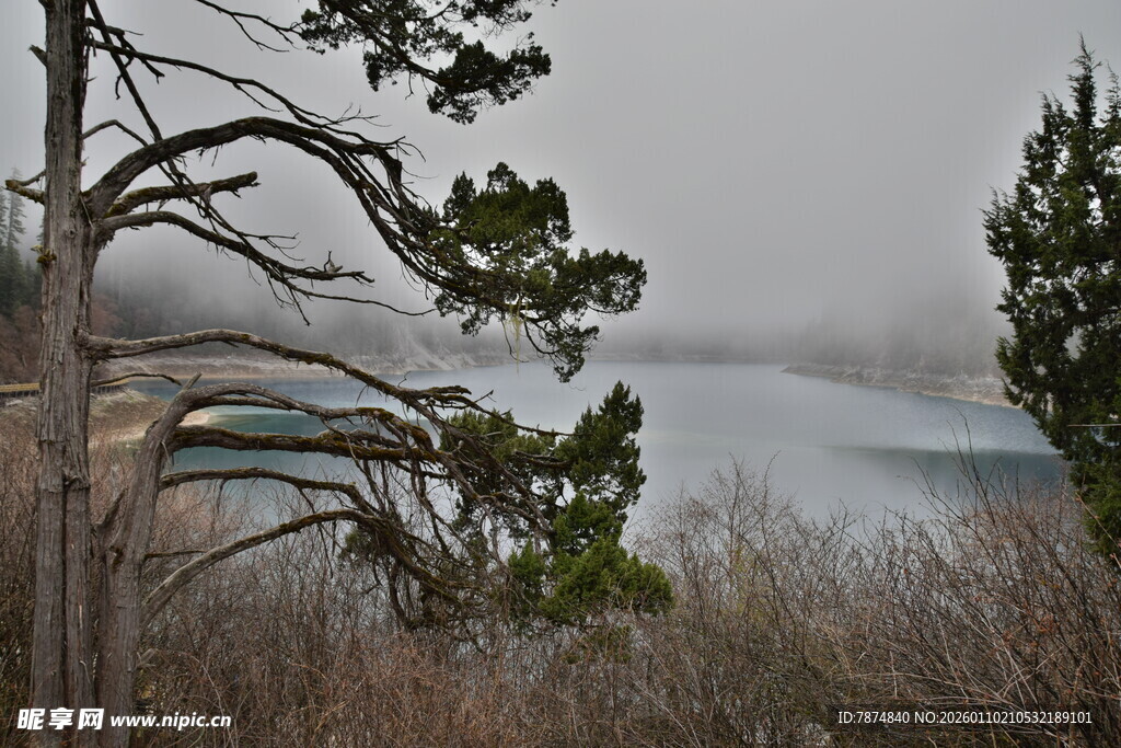 湖畔枯树与绿植景观