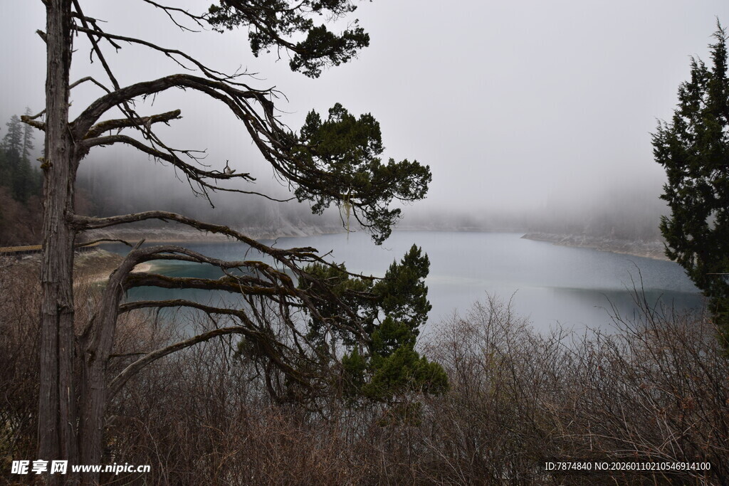 雾中湖畔的树木景致