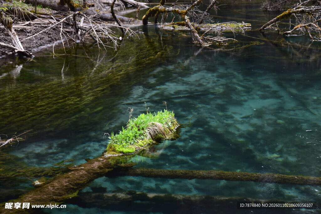 清澈溪水中的翠绿浮木