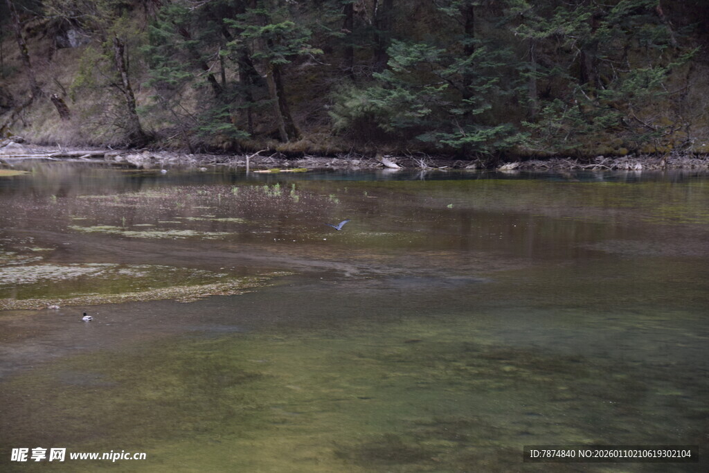 清澈溪流旁的静谧自然景