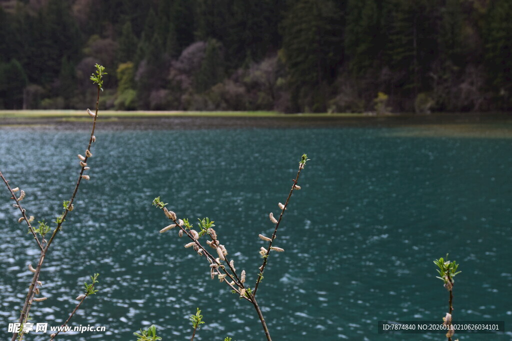 静谧翠湖畔的自然景致