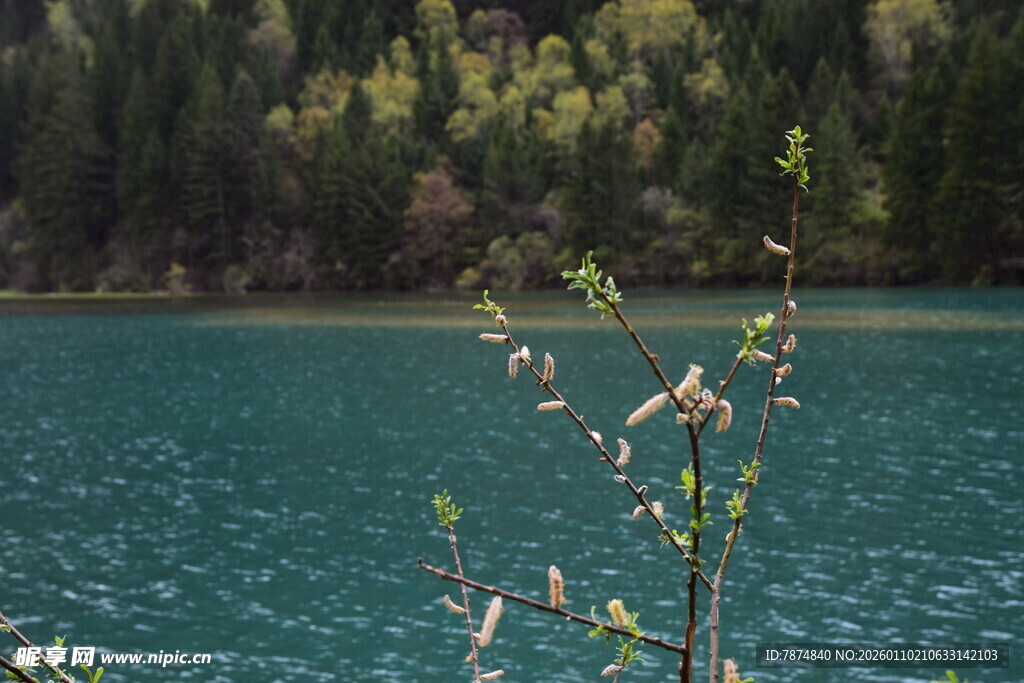 湖畔花枝与幽蓝湖水