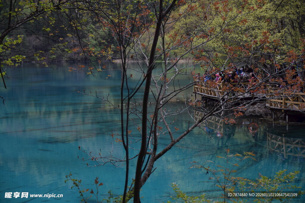 梦幻蓝湖旁的繁茂树林