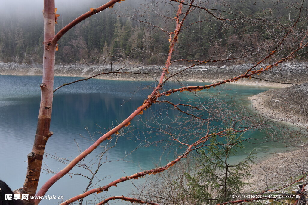 雾中湖畔红枝美景
