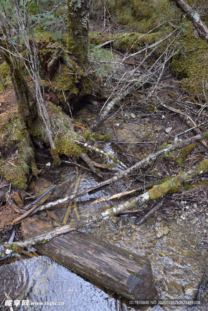 森林中倒下的枯木与积水