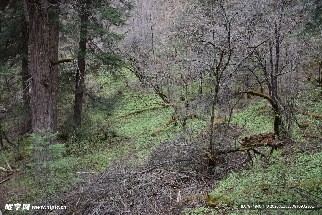 山林间的静谧自然景致