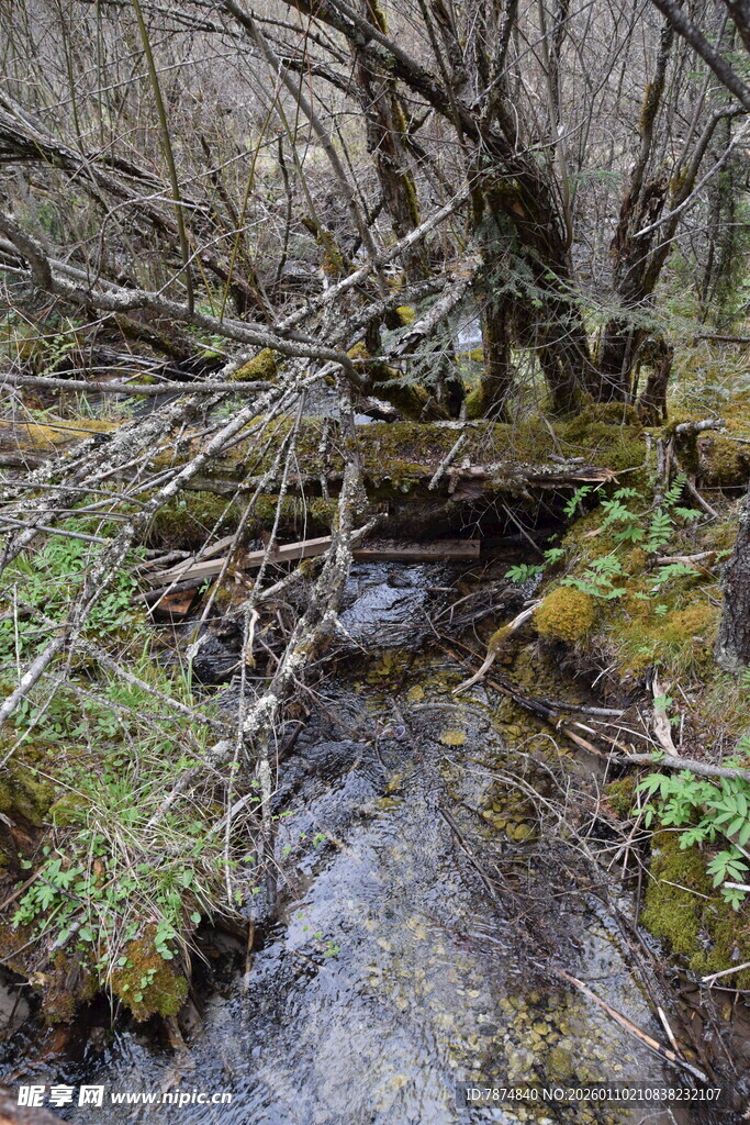 山间溪流与枯木景观