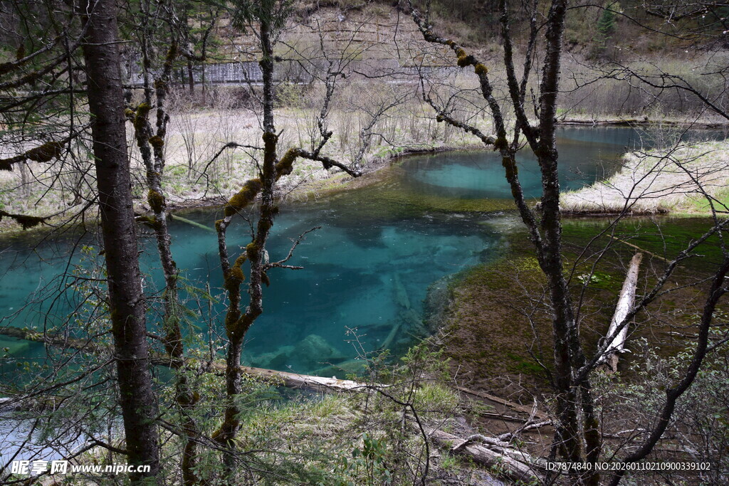 蓝绿色湖水与枯木景观