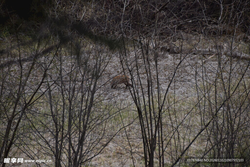 冬日枯树林景象