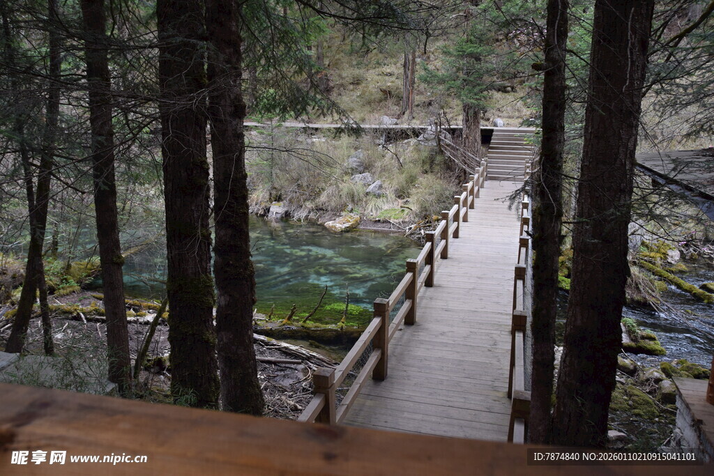 林间木栈道 邂逅自然之美