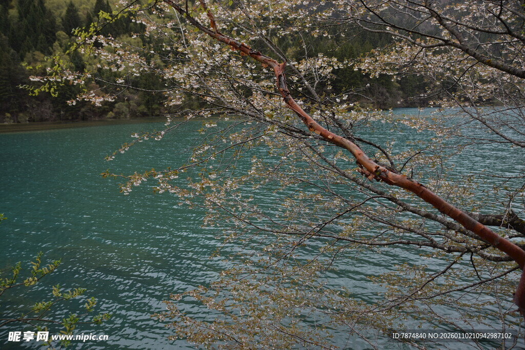 湖畔花枝与碧水相映