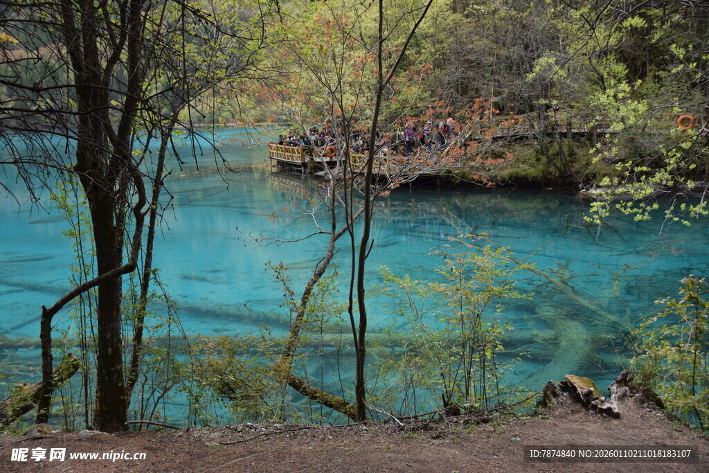 湖畔幽林 澄澈蓝水之景
