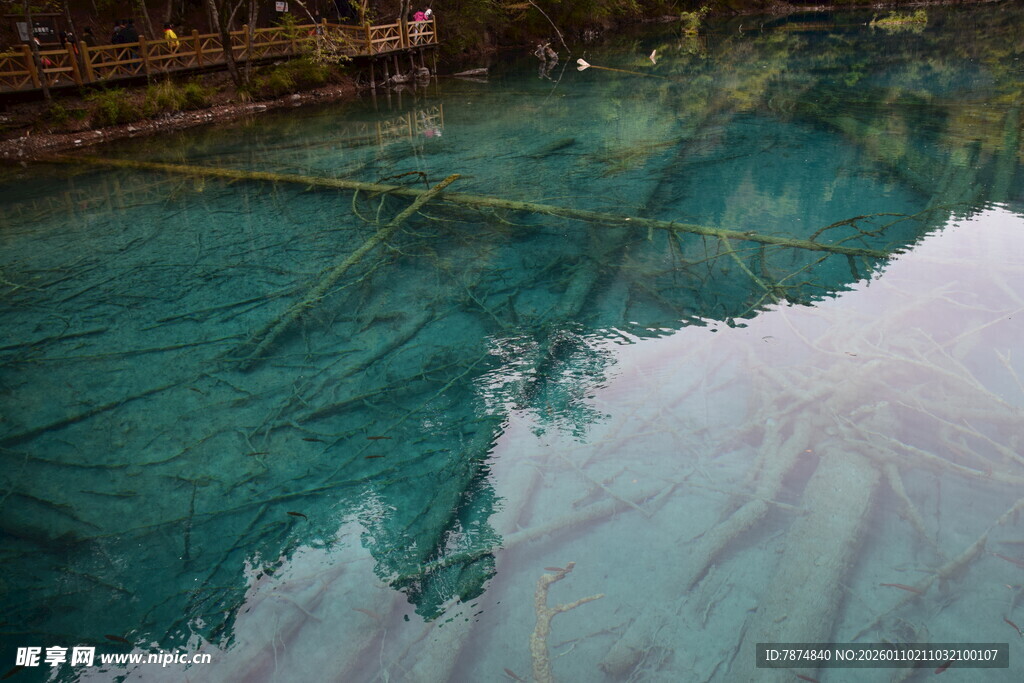 清澈水面倒映树木景象