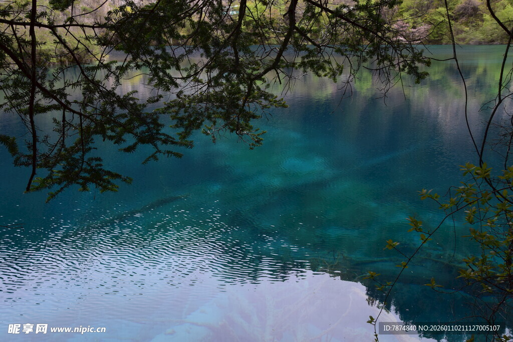 梦幻蓝湖 枝叶掩映之美