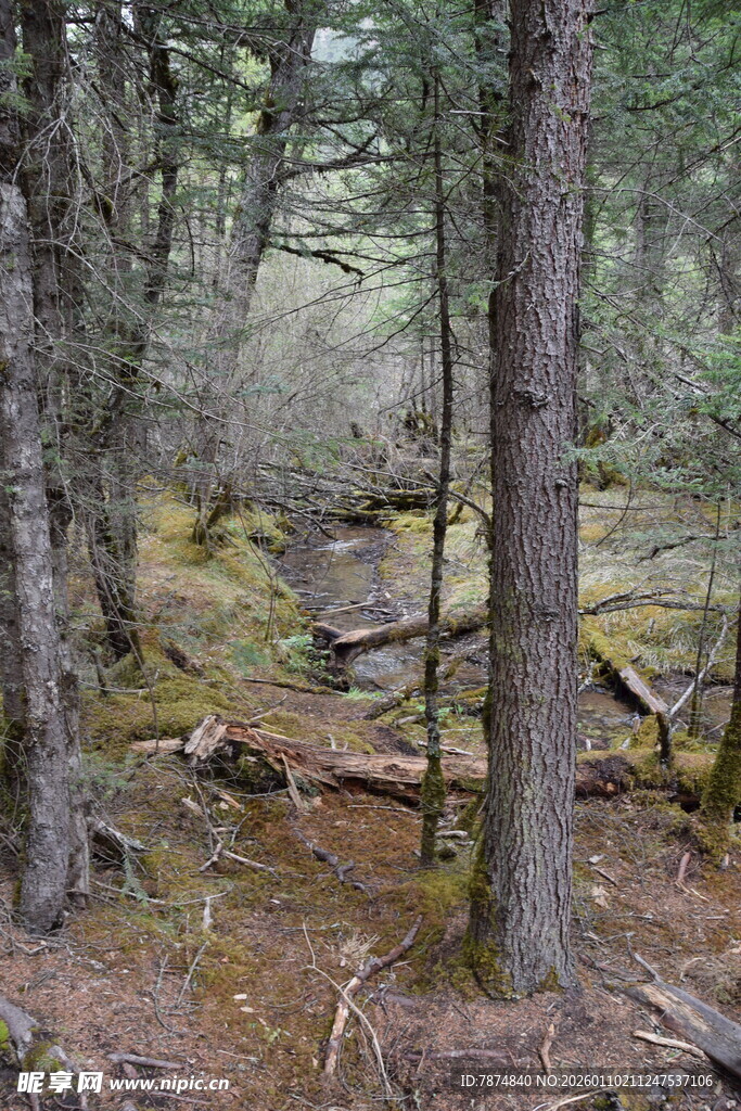 静谧森林中的自然景致