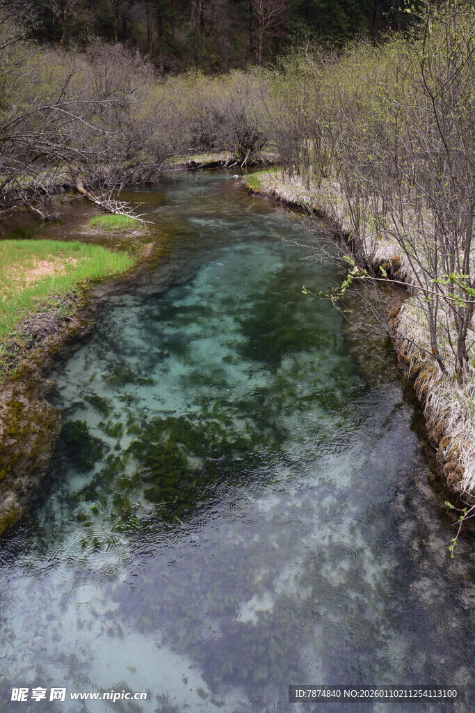 清澈溪流穿林而过