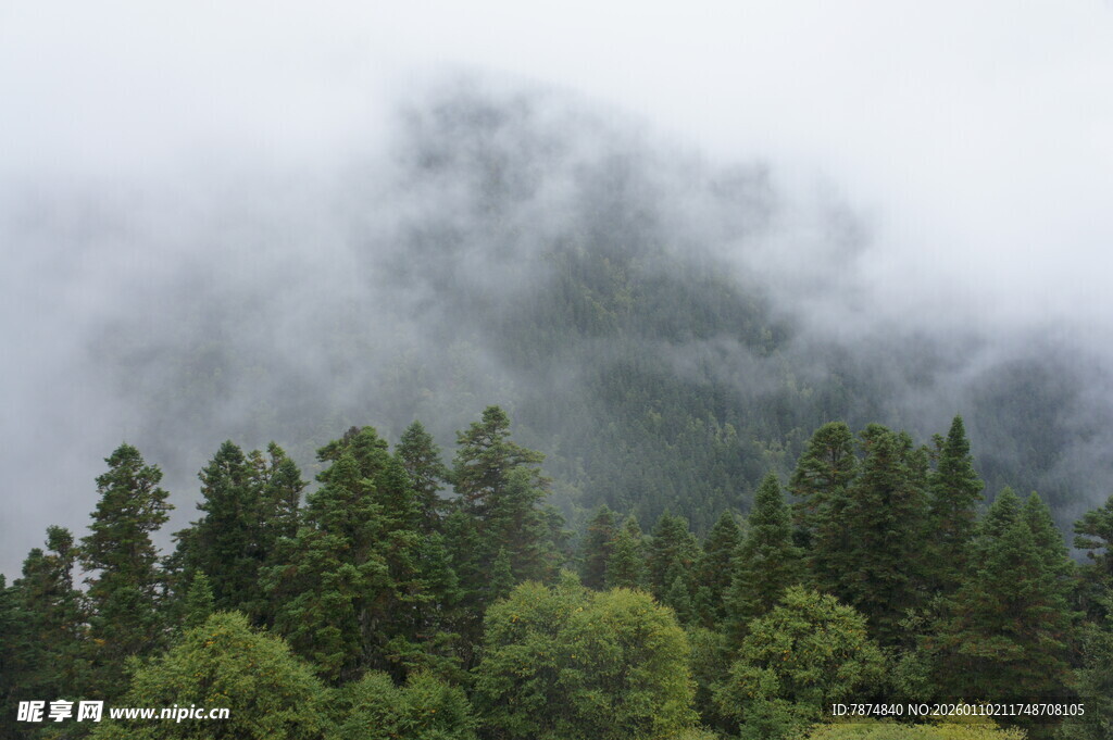 云雾缭绕的山林美景