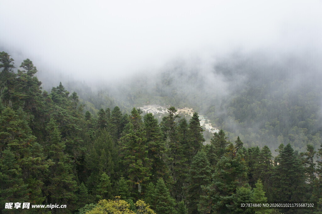 云雾缭绕的茂密山林