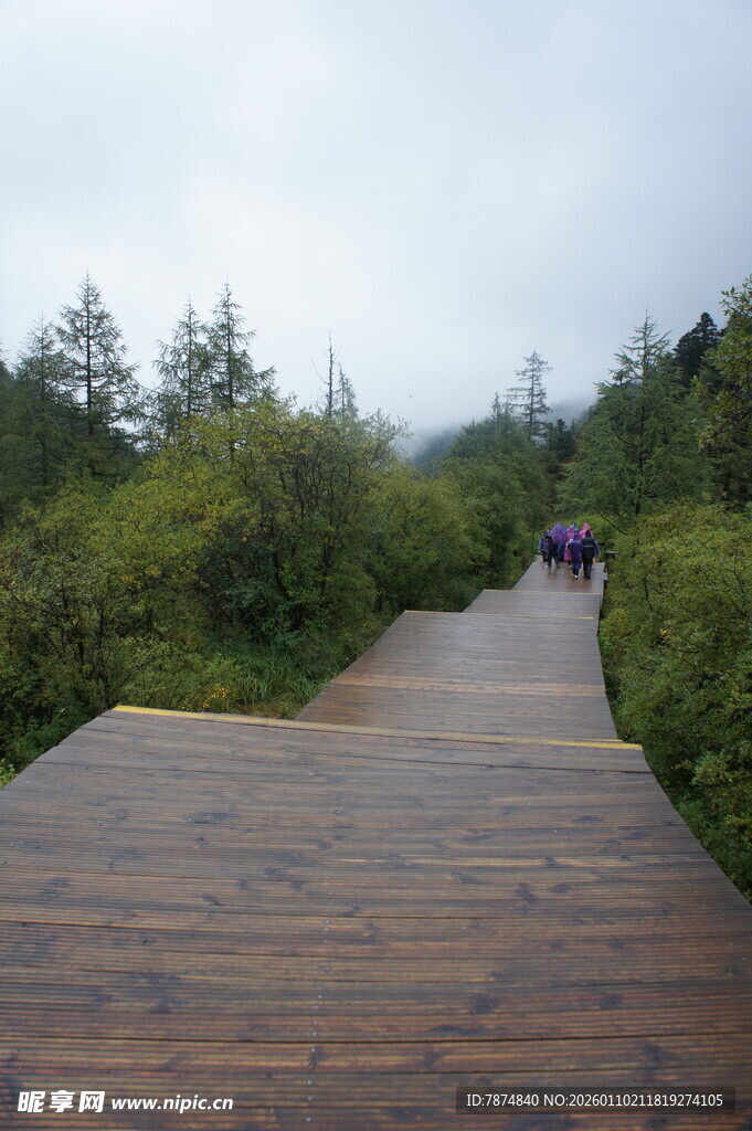 林间木板路 漫步好去处
