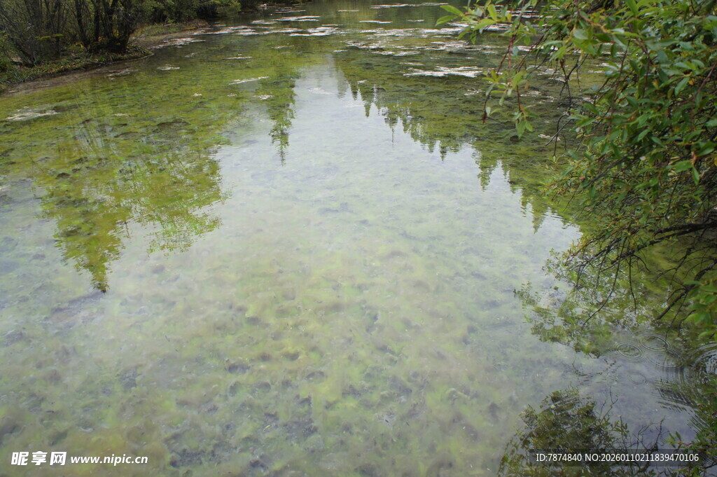 清澈溪流映绿植美景