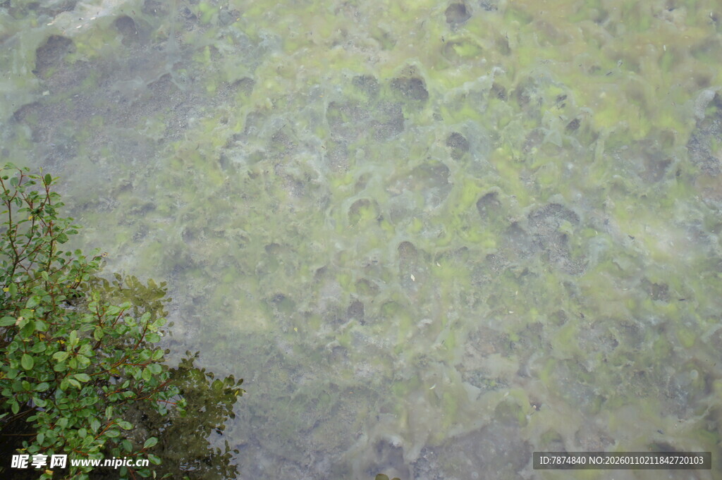 俯瞰水面与岸边绿植
