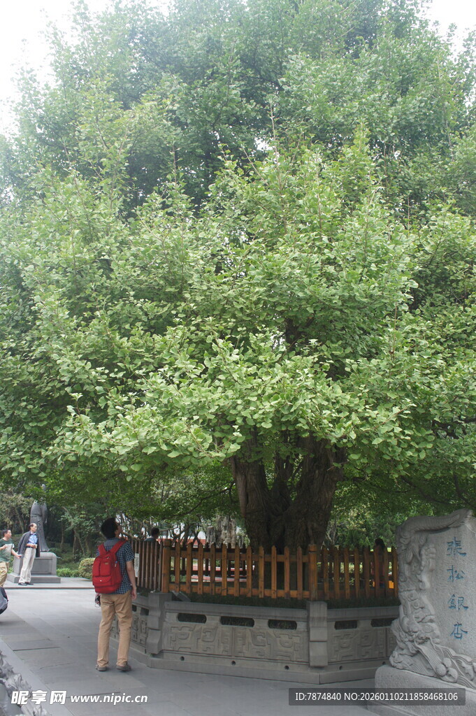 古树下的休憩场景