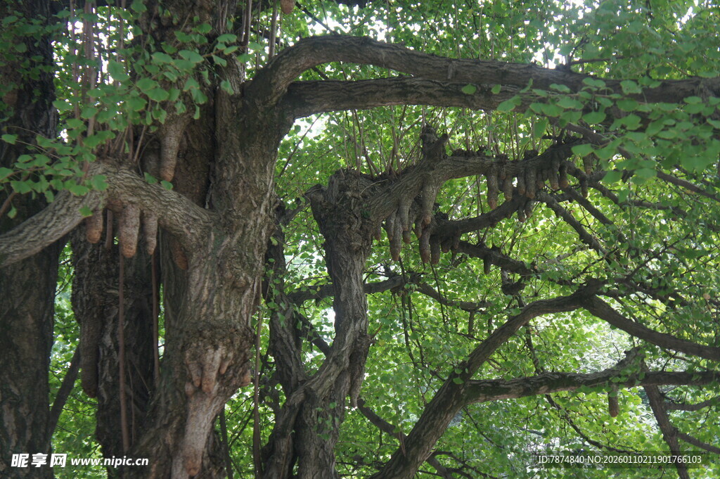 繁茂大树展现自然生命力
