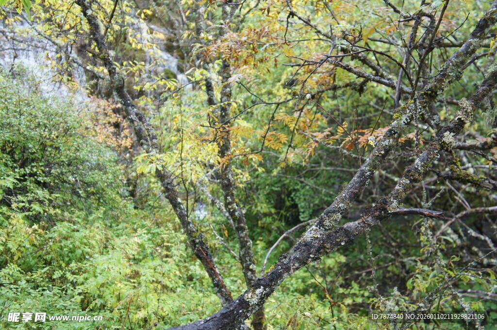 秋日林间树枝与多彩树叶
