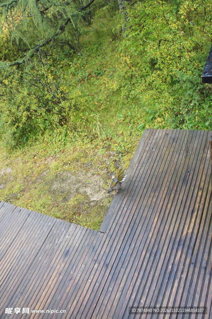 木质平台旁的葱郁自然景