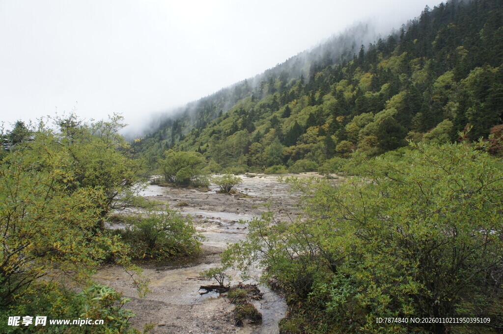 山间溪流旁的葱郁植被