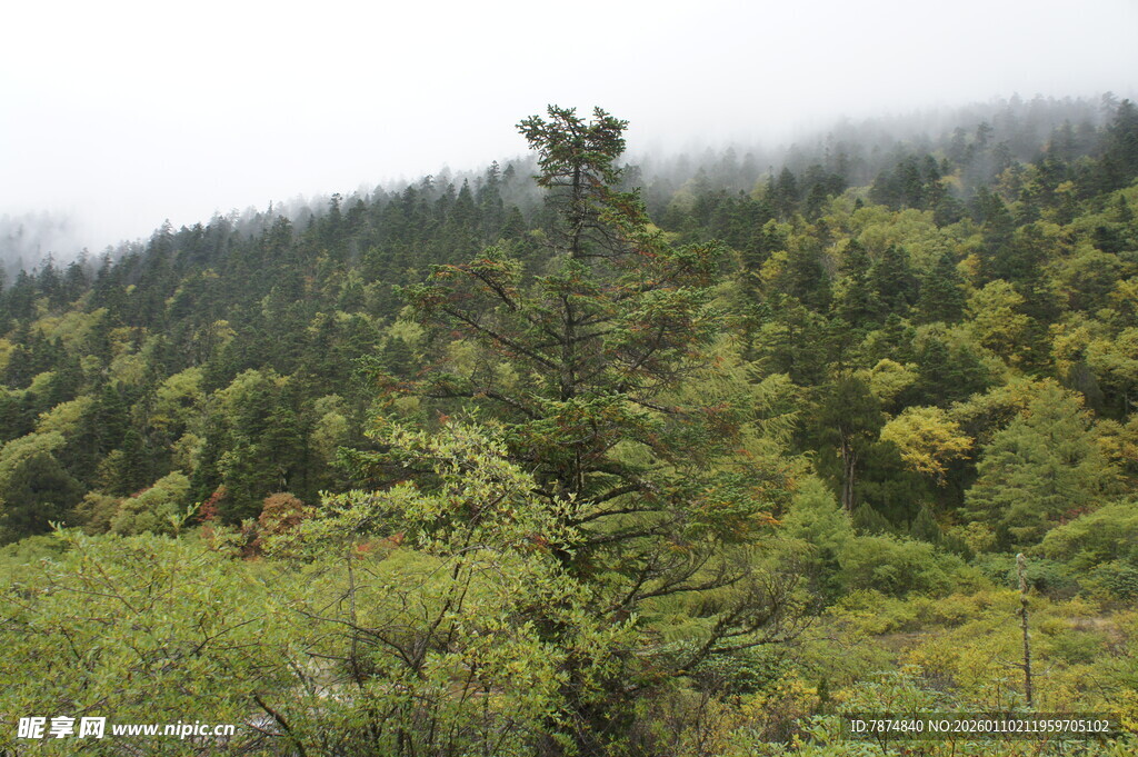 山林云雾间的翠绿景致