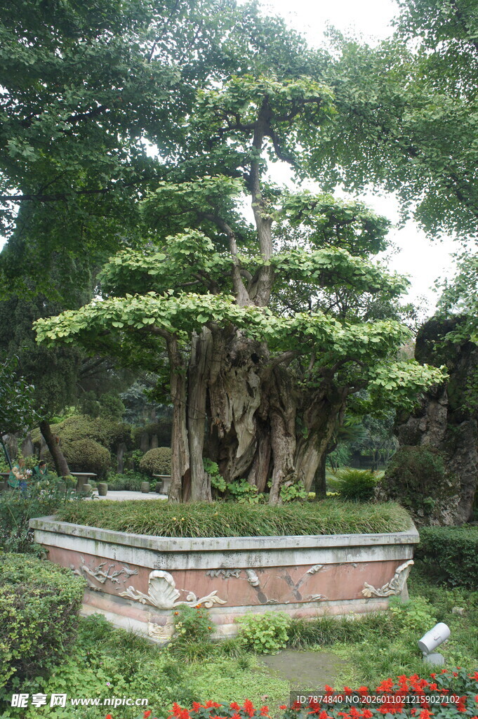 古朴盆景 尽显自然韵味