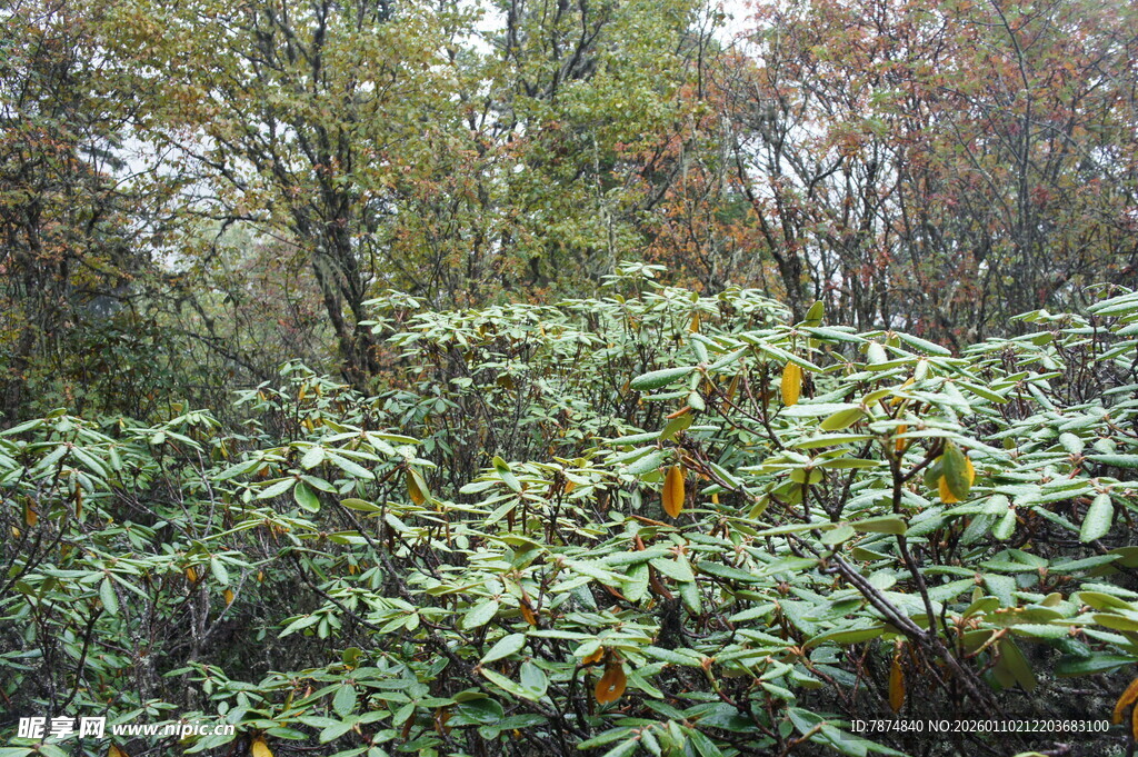 山林间繁茂的绿色植物