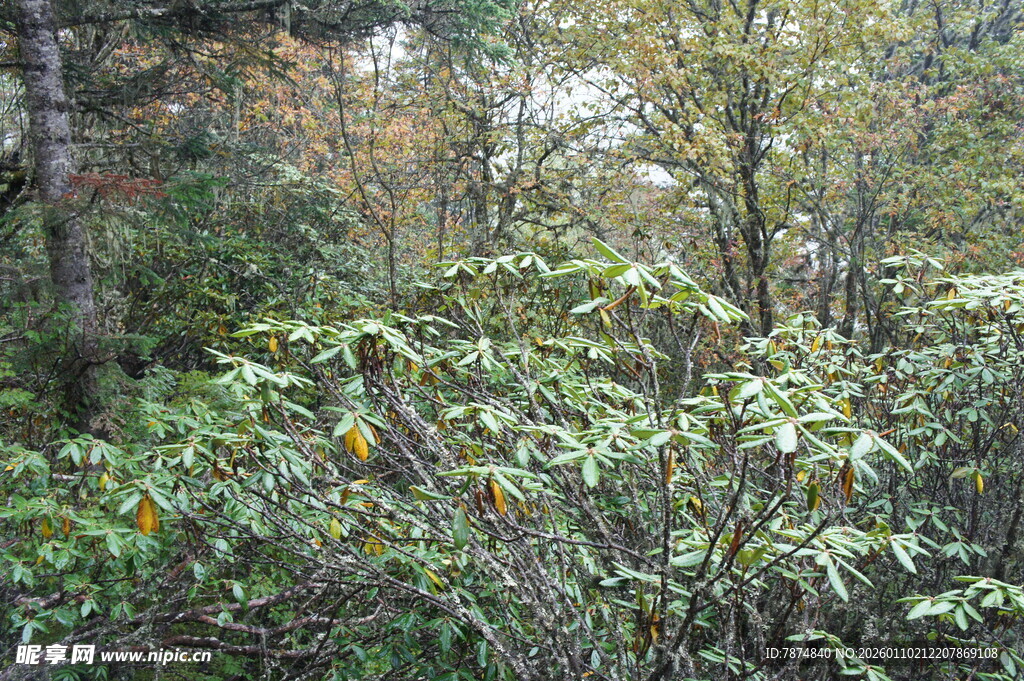 山林间繁茂的绿色植物