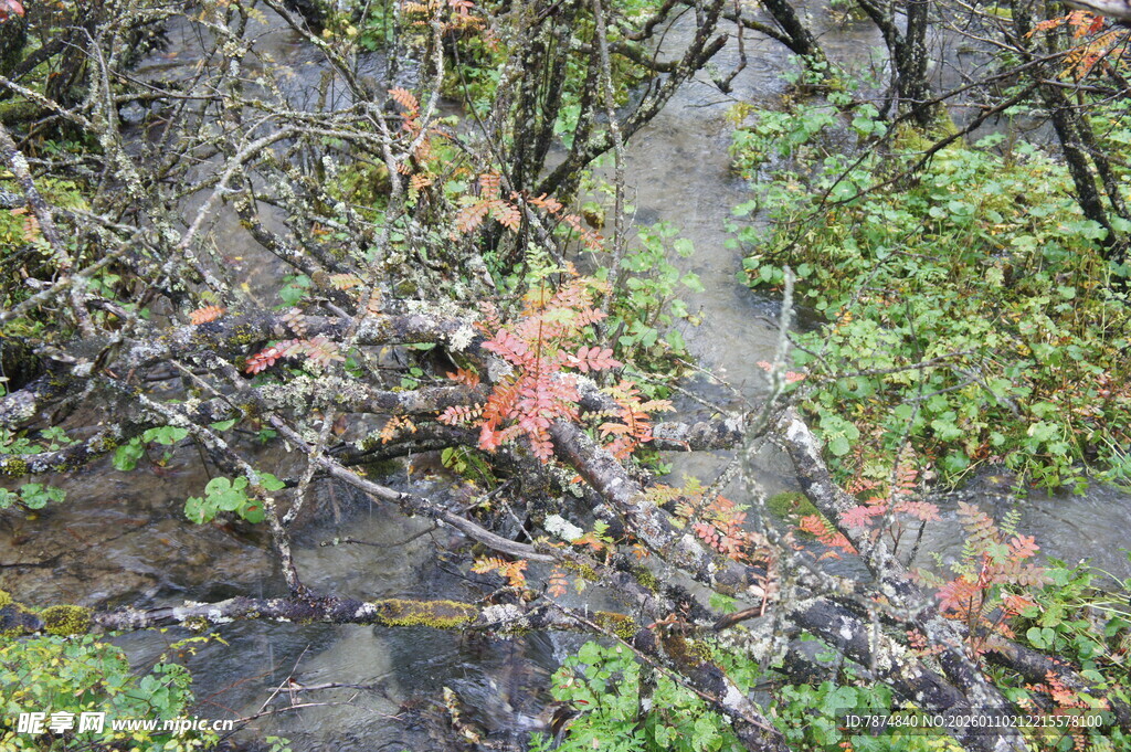 秋日林间带叶树枝景象