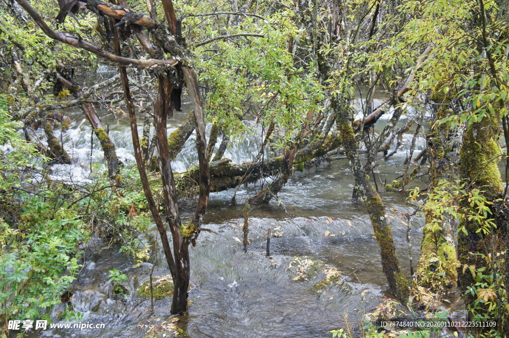 林间小径旁的繁茂植被