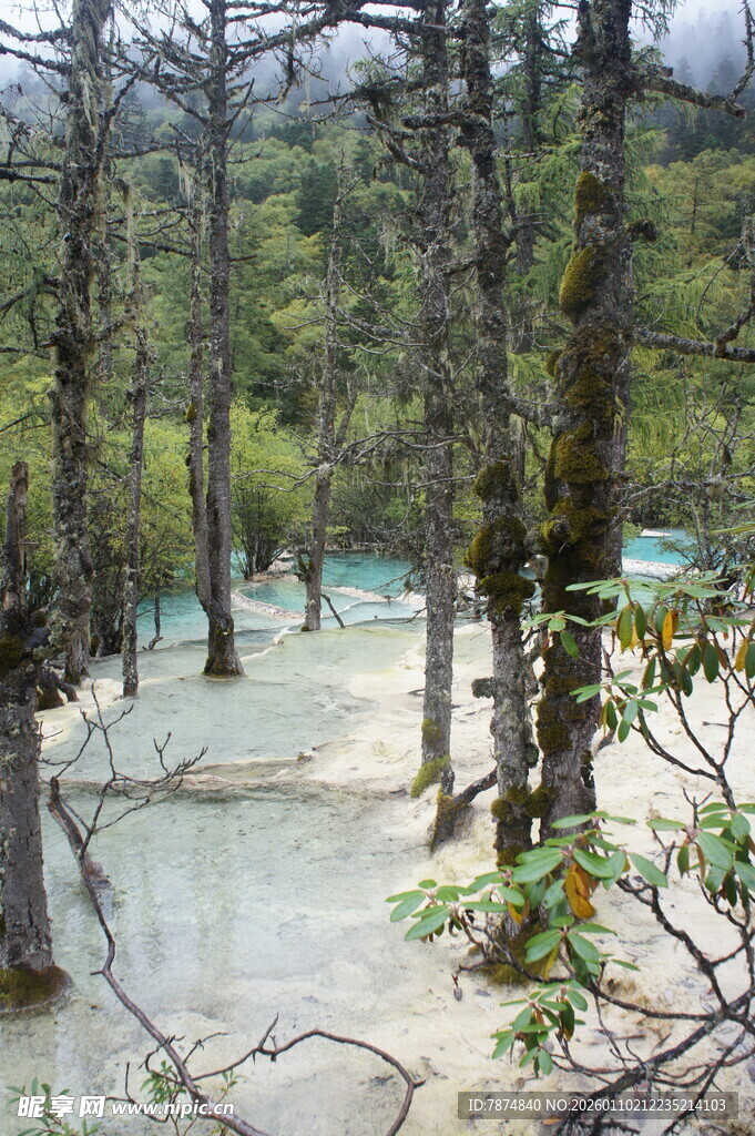 森林中的清澈蓝绿色水域