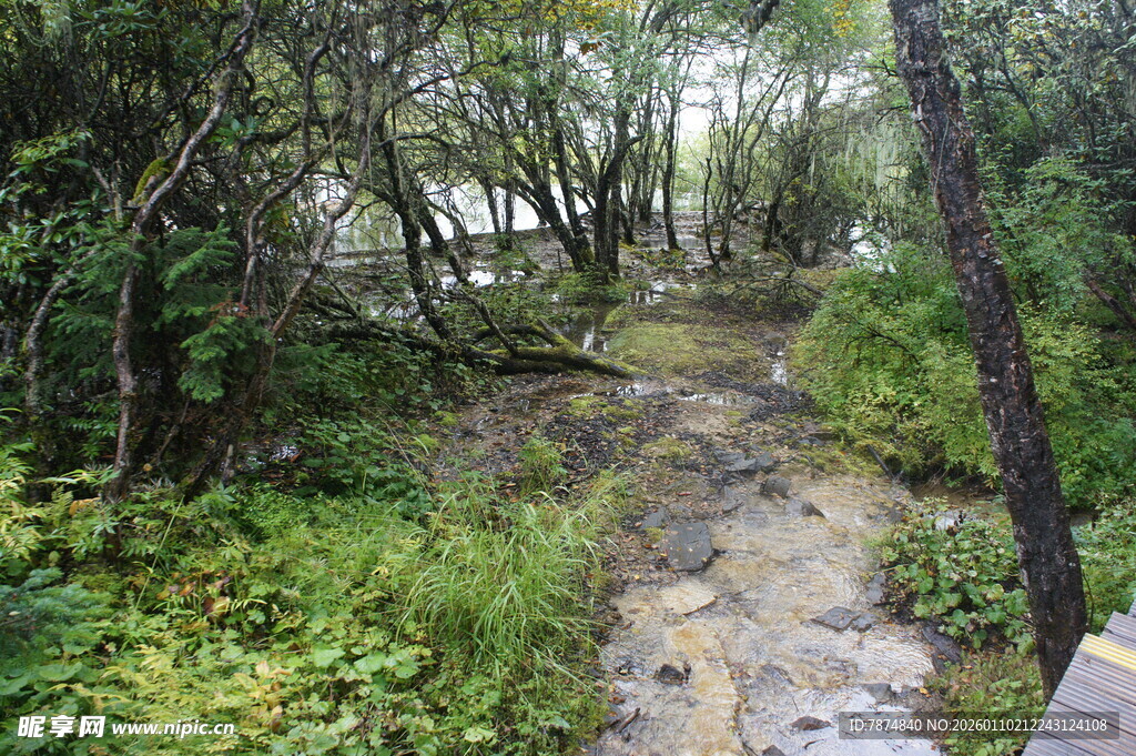 林间蜿蜒小径 绿意盎然
