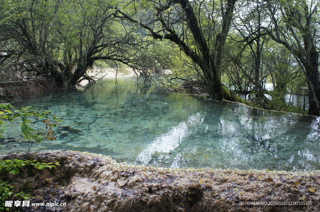 梦幻森林中的澄澈水域
