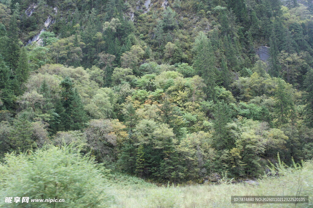 茂密山林绿意盎然