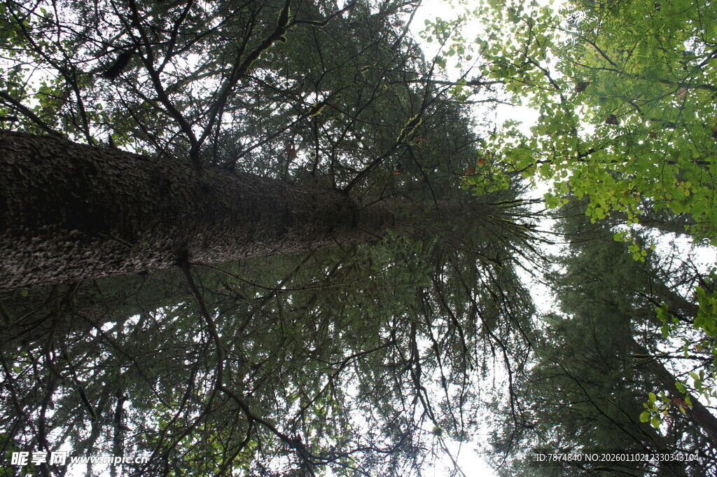 林间倒影 静谧自然之景