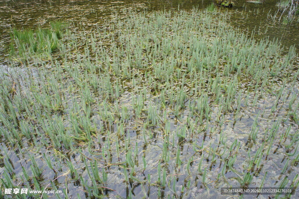 紫色薰衣草花田美景