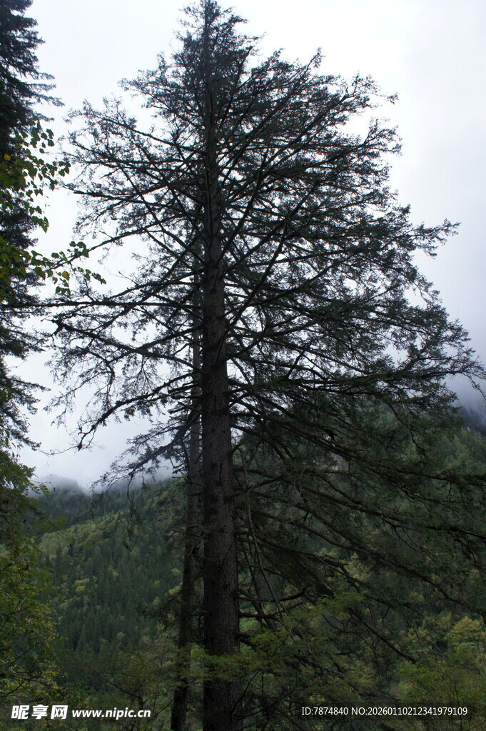 山林中的挺拔松树