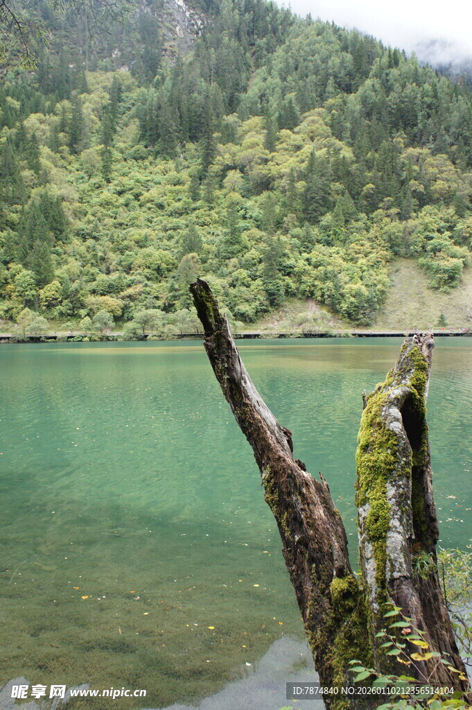 山间幽湖与枯木