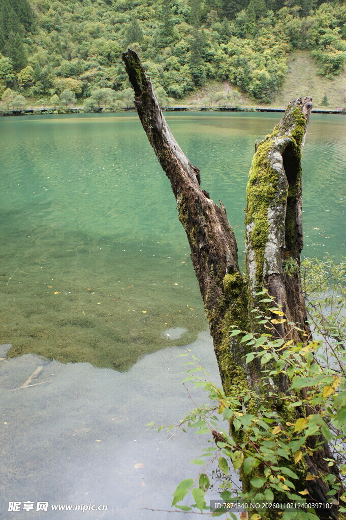 湖畔枯木 绿意缠绕的景致