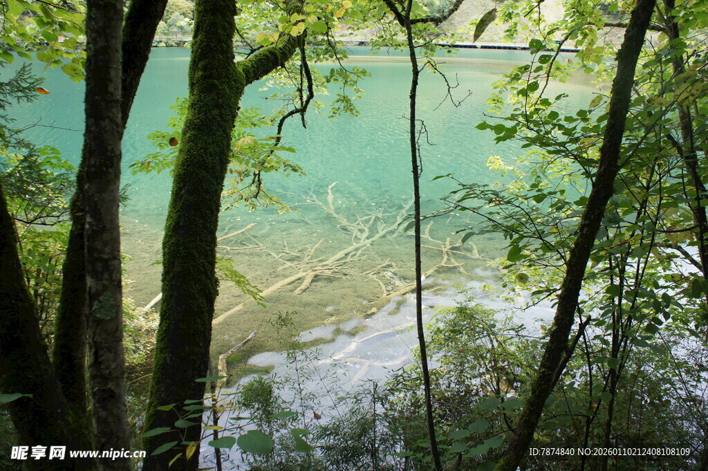 林间窥景 碧湖与葱郁林木