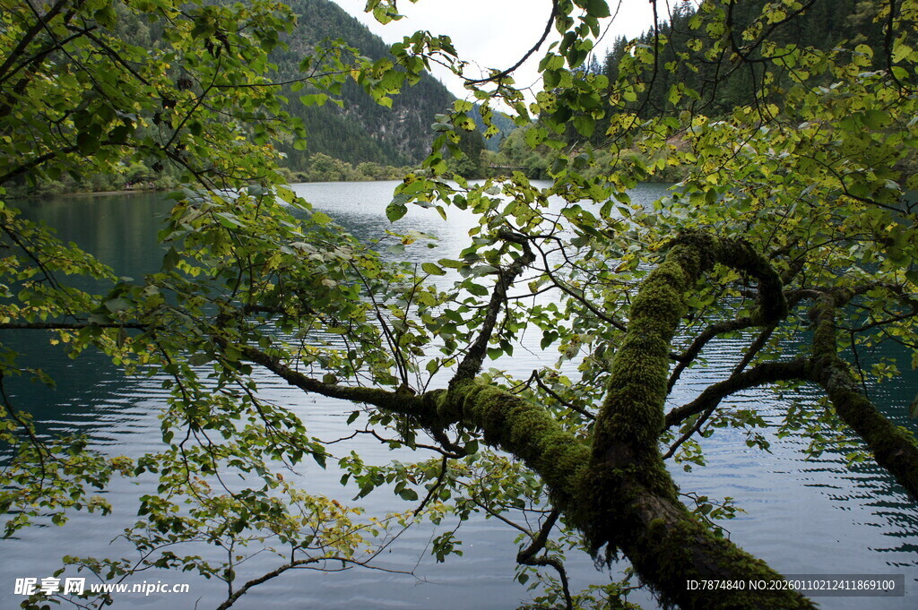 湖畔树枝低垂的静谧景致