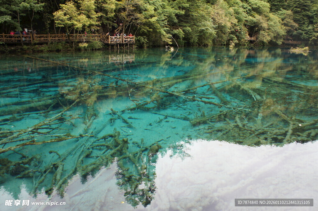 清澈碧绿的水下森林景观