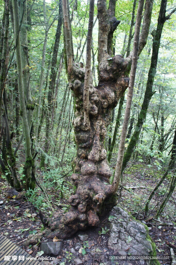 森林中奇特造型的树干